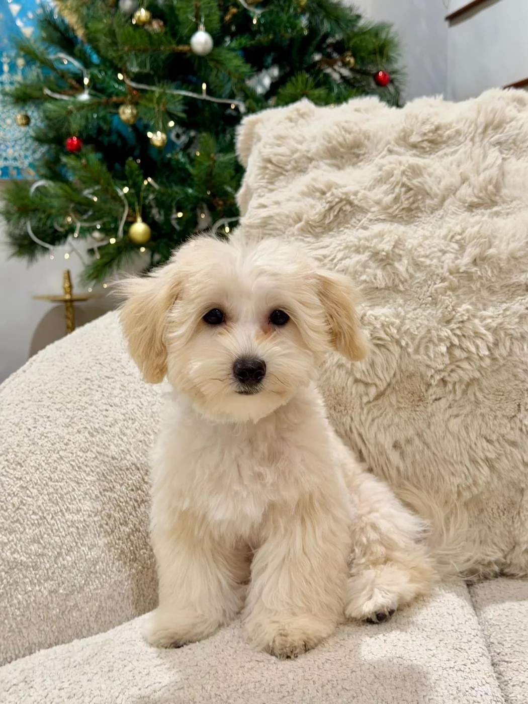 Happy Pawz Parlour grooming client