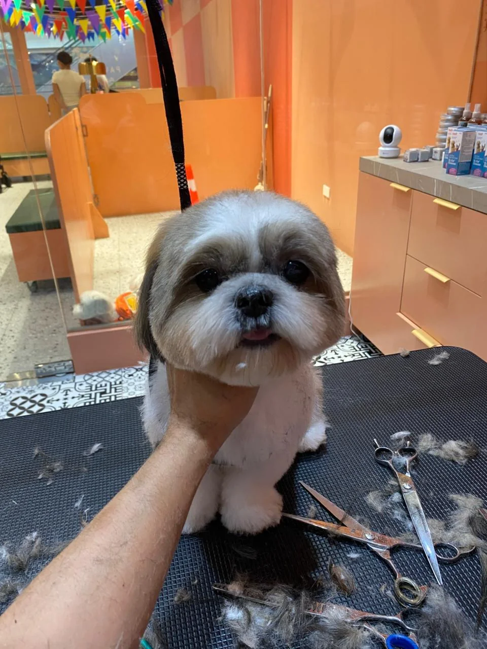 Full Style Grooming