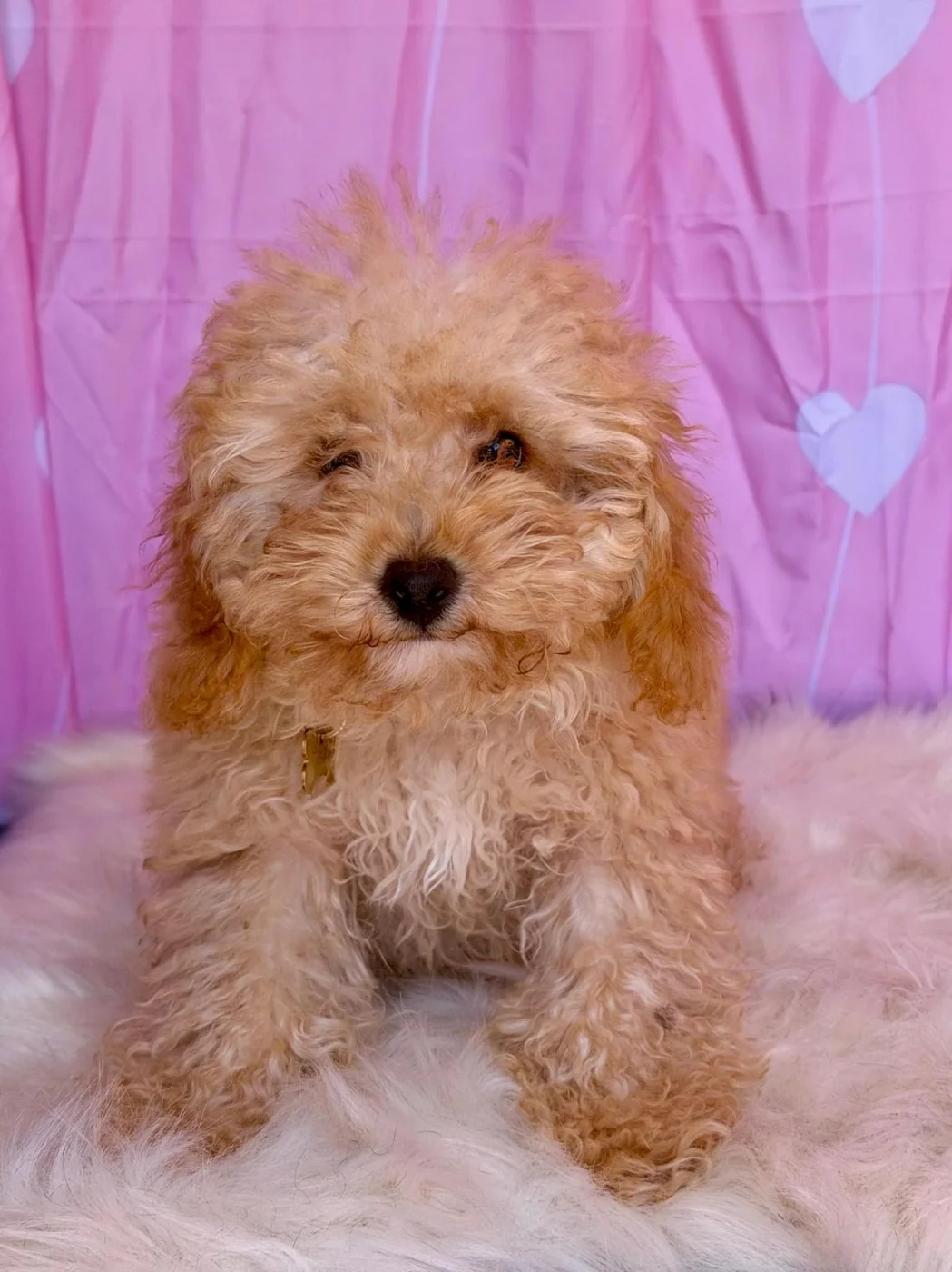 Puppy maintenance grooming at Pawz Parlour